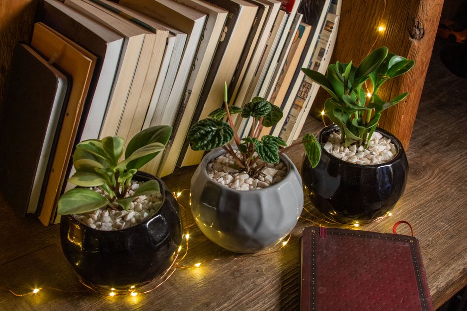Creating a Nature-Inspired Reading Nook in Any Corner