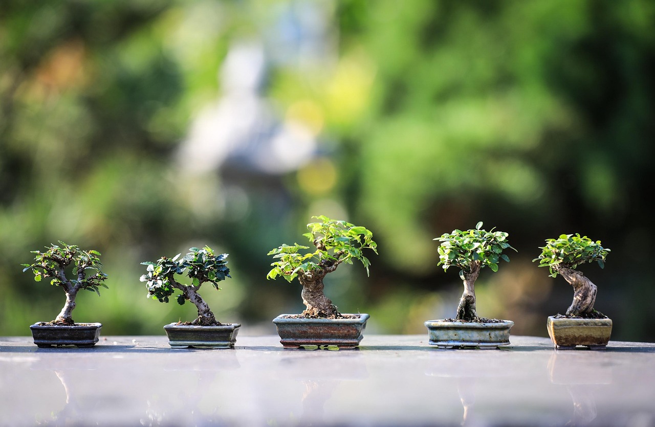 Moss, Stone, and Shadow: Designing a Zen Corner in Your Home